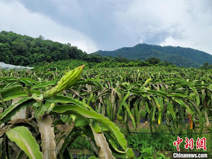 三亚出台助农九条措施：鼓励种冬季瓜菜、补贴渔业生产